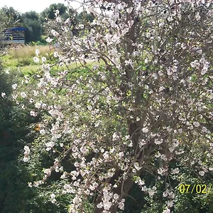 Casa vacanze Casa Vacanze Mandorlo In Fiore